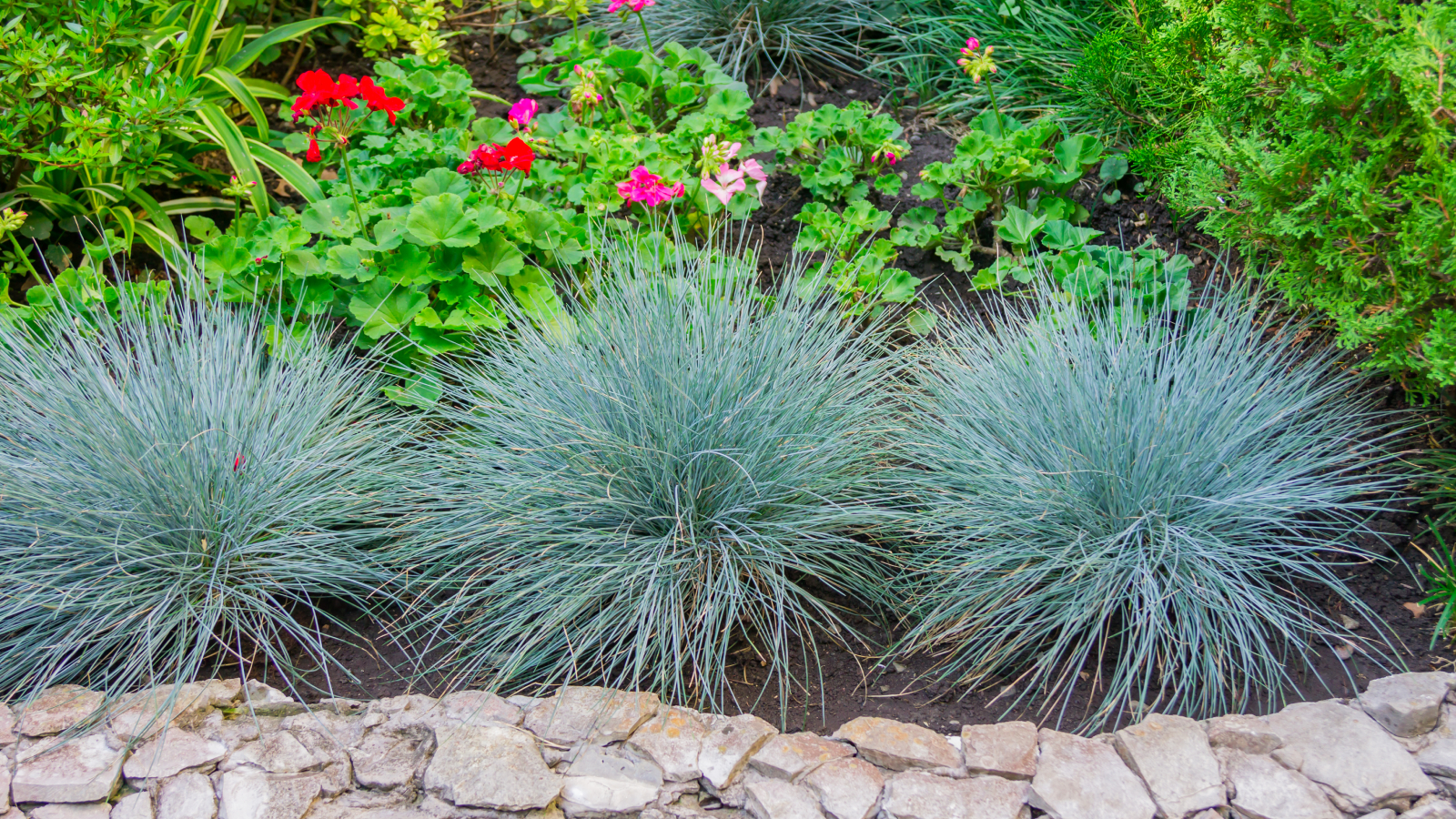 Three clumps of blue fescue grass in garden