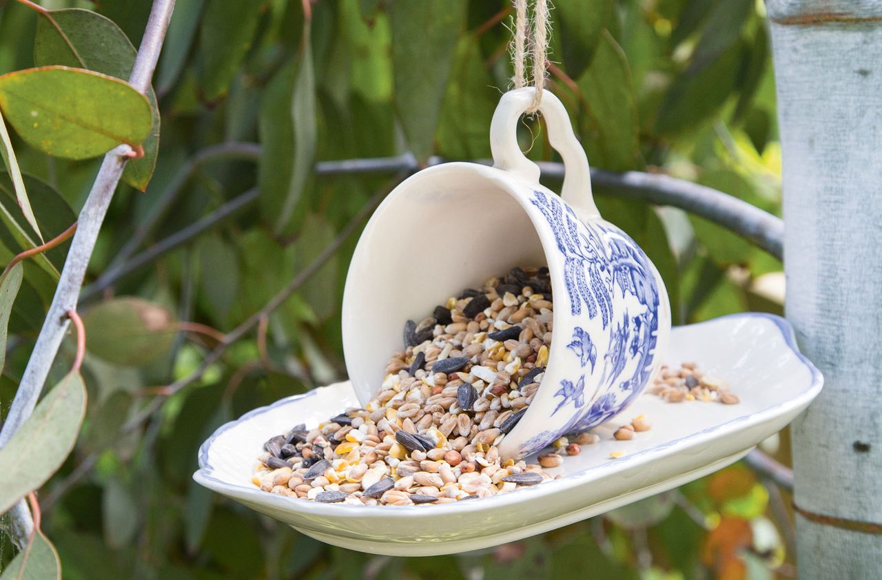 How to make a bird feeder