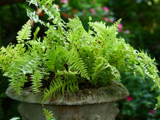 fern growing in stone urn