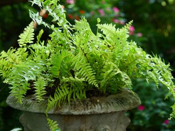 Shade Plants for Containers — 7 Picks for Your Yard's Dark Spots ...