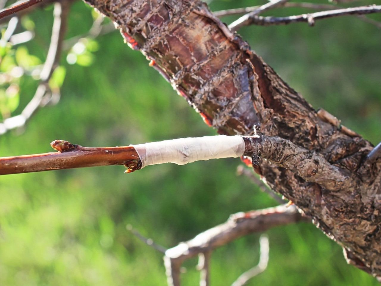 A scion being grafted onto a tree