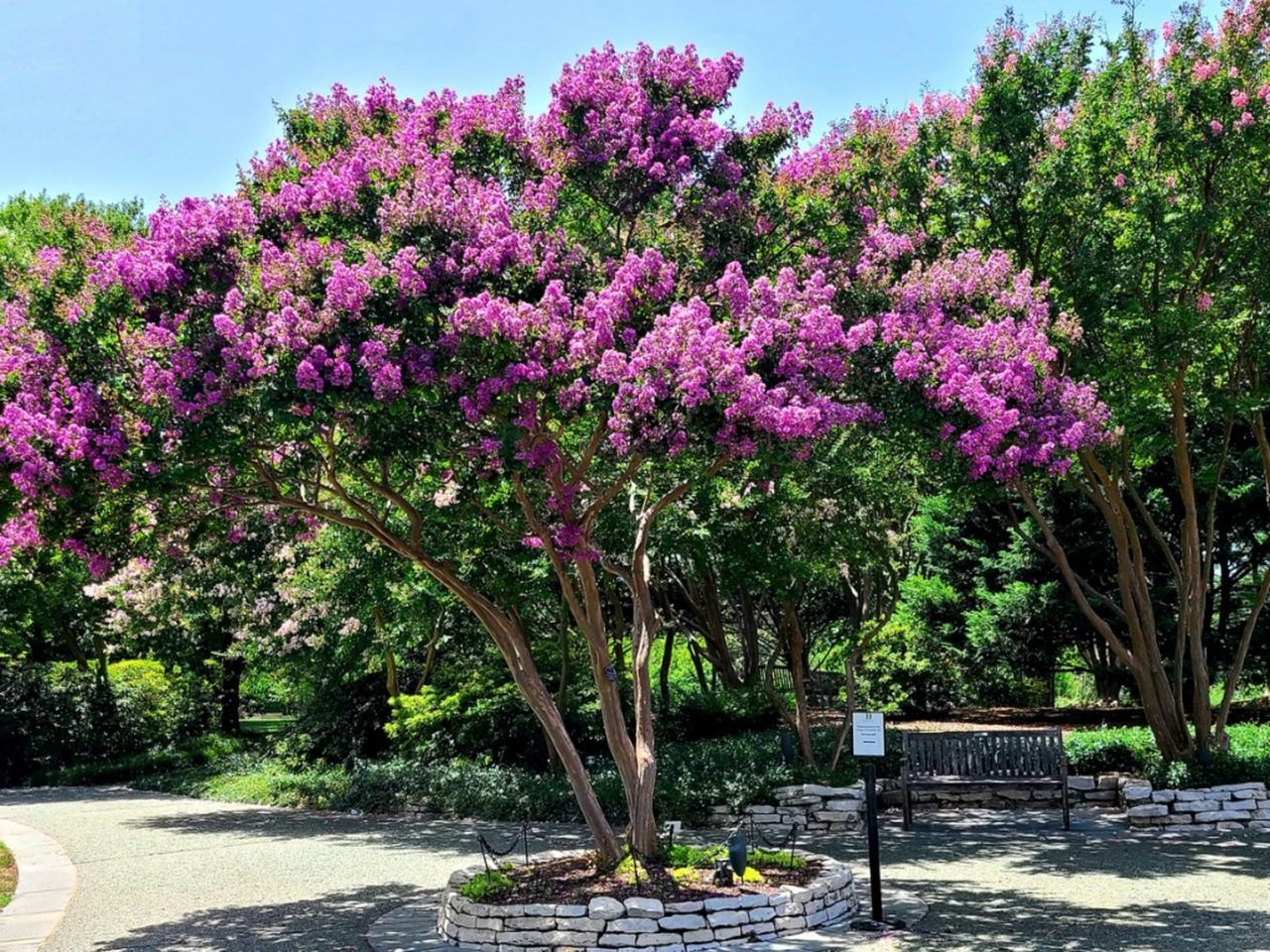 Flowering Crepe Myrtle Tree