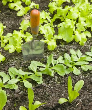 Trowel in garden bed