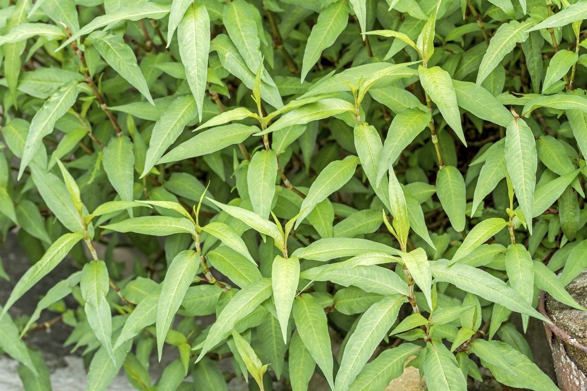 Vietnamese Coriander Vs. Cilantro - Tips On Growing Vietnamese Cilantro ...