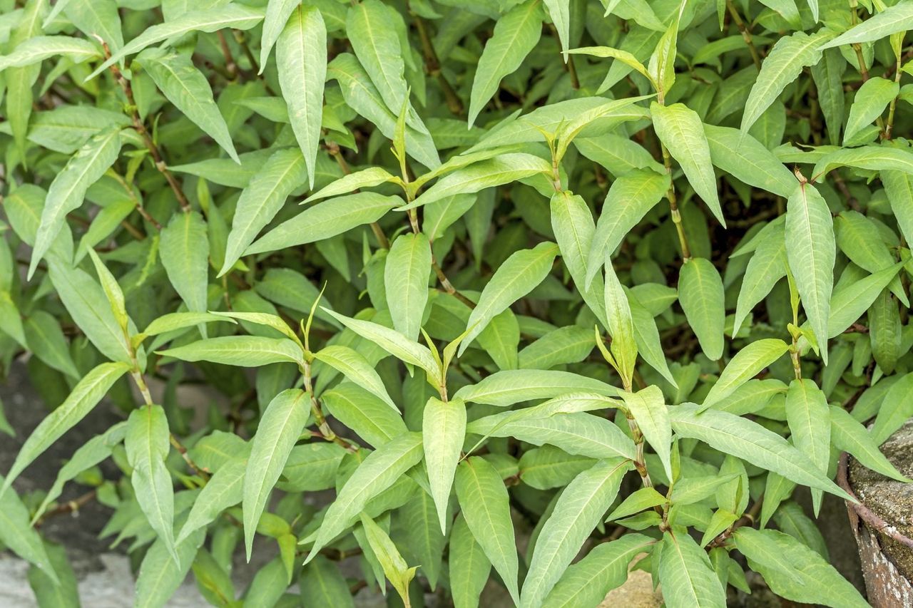 vietnamese cilantro