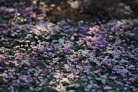 cyclamen flowers