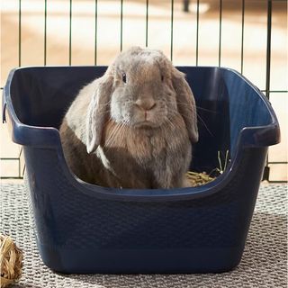 Rabbit in Frisco Small Pet Litter Box