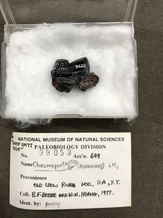 This fossil tooth belonged to an ancient hyena during the last ice age. This tooth has sat in a collection at the Canadian Museum of Nature since it was found in 1977.