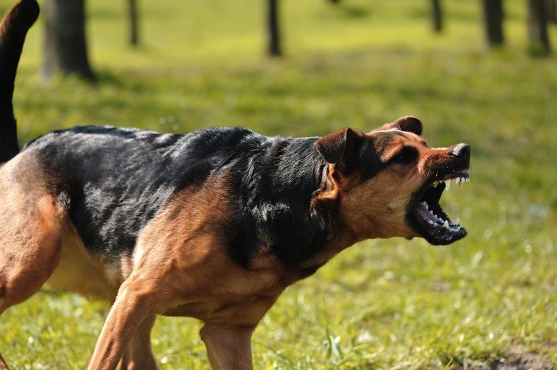 An angry dog snarls and barks.