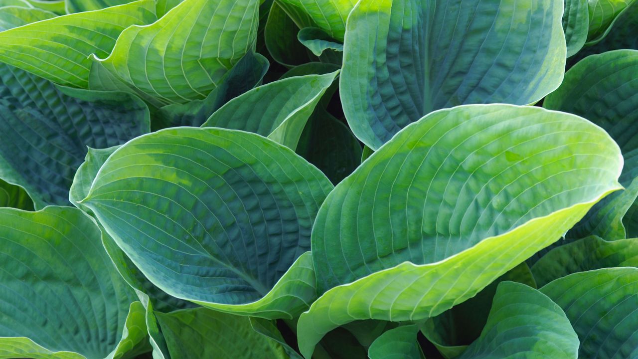 HOSTA TOKUDAMA AUREONEBULOSA