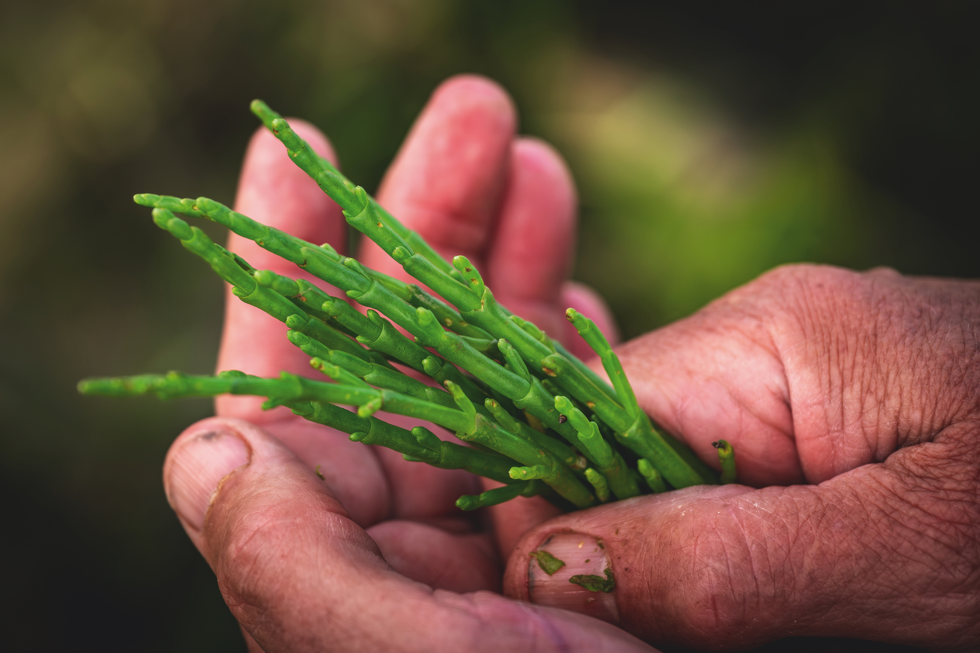 A hand holding fresh samphire