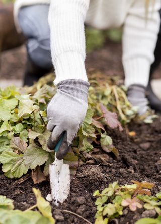 Digging in the garden