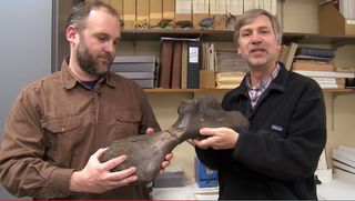 Jason Schein (left), the assistant natural history curator at the New Jersey State Museum, and Ted Daeschler, associate curator of vertebrate zoology at the Academy of Natural Sciences of Drexel University, hold two halves of the ancient sea turtle bone.