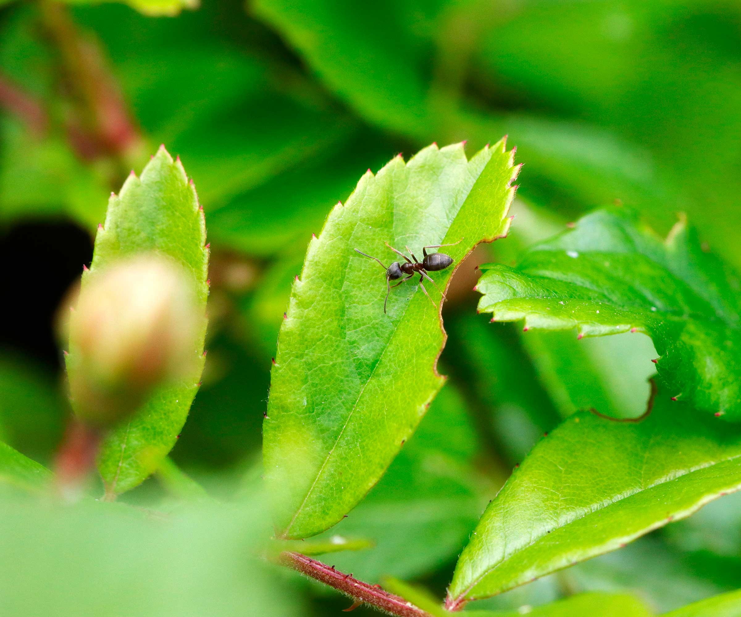 ant on leaf