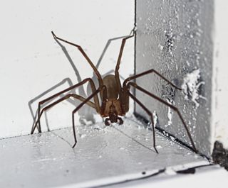 a brown recluse spider in a white corner with paint peeling