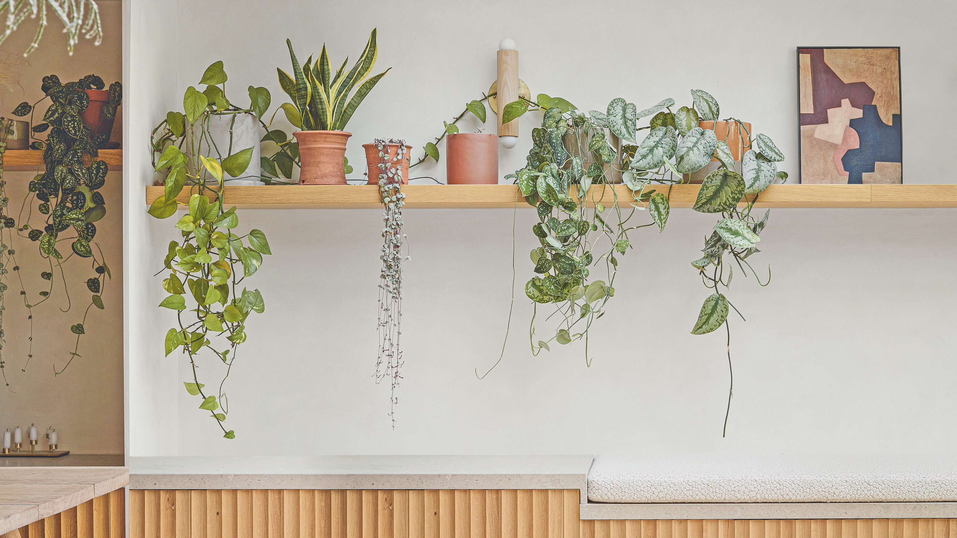 Green houseplants in a terracotta pot on a wood shelf in a dining room.