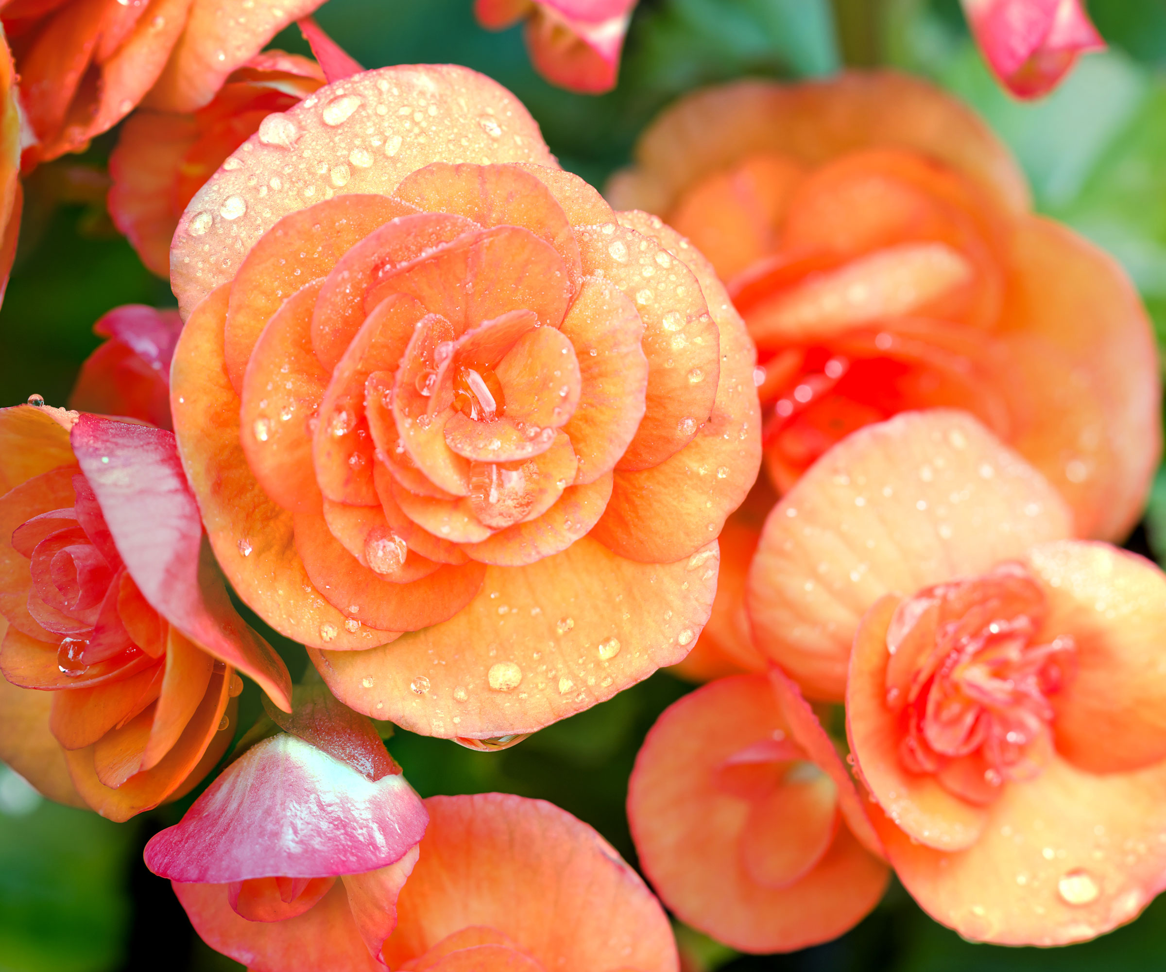 begonia Big Series with bright orange flowers