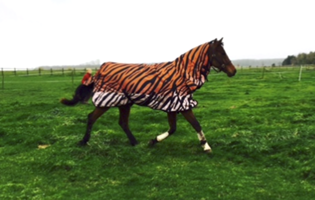 tiger print
