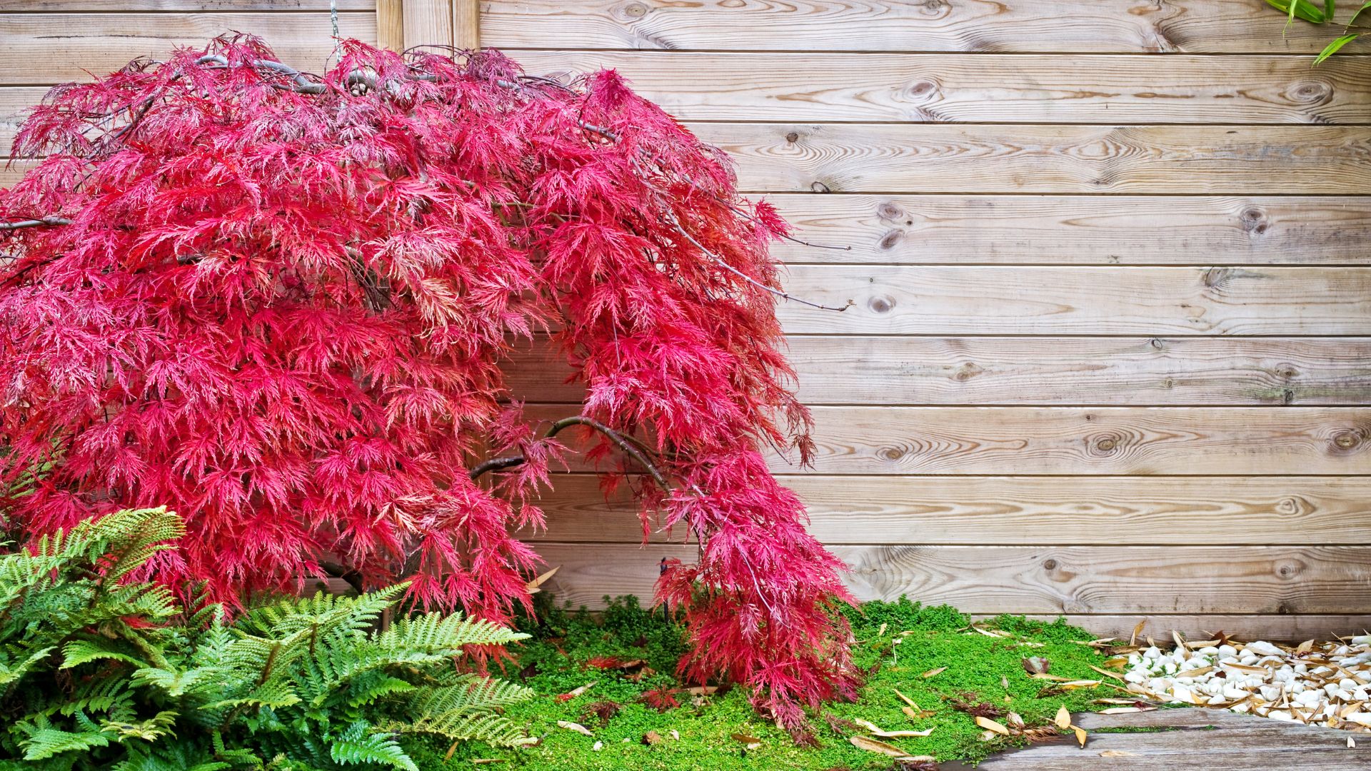 picture of acer tree growing in garden