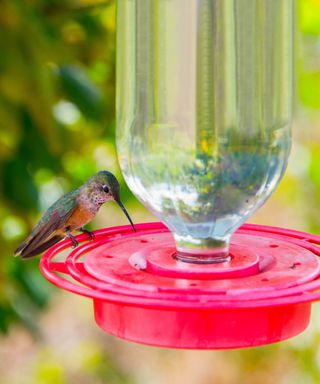 A blue and orange hummingbird standing on a bird feeder with a red base and glass bottle, with green shrubs in the background