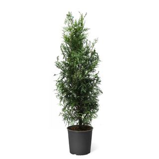 Thuja Green Giant Tree - Fast Growing Evergreen Privacy Trees 