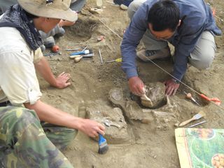 excavating fossils