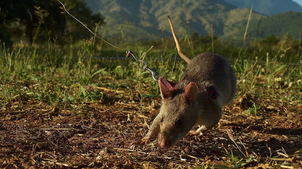 A rat on a metal leash sniffs the ground for traces of landmine explosives.