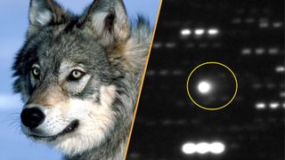 A split image of a Yellowstone gray wolf and comet 3I/ATLAS. 