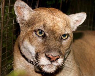 a mountain lion up close