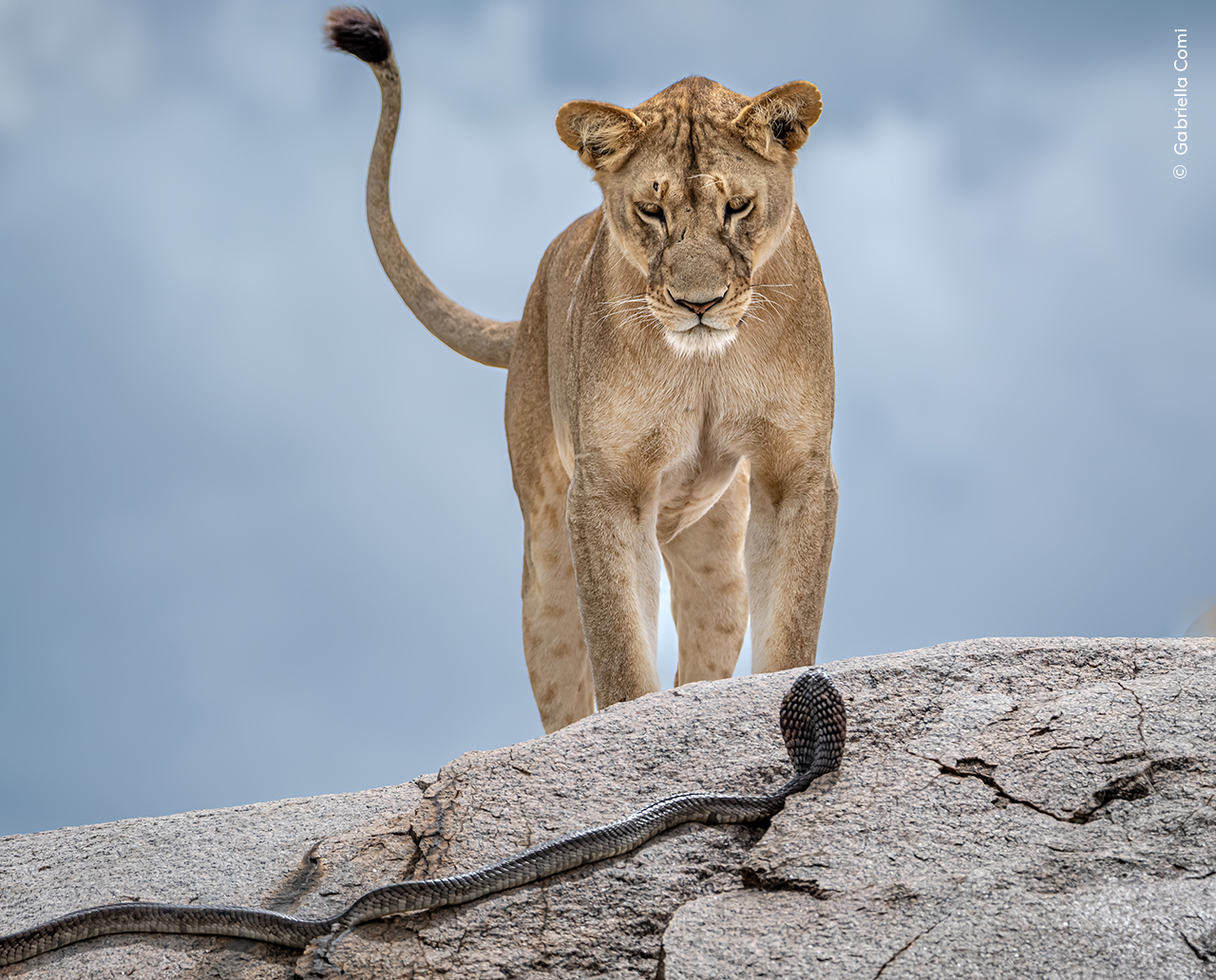 Lioness staring at a cobra on a rocky surface under a cloudy sky. The lioness appears focused and alert, creating a tense, dramatic scene