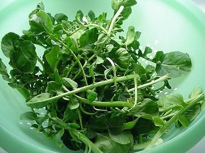 Bowl Of Cress Plants