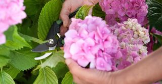 person taking a cutting of a hydrangea as plant propagation