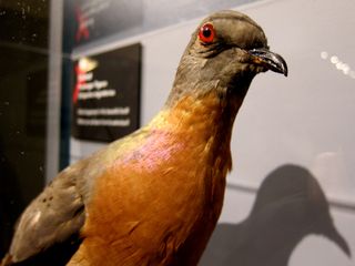 The Harvard Museum of Natural History recently opened an exhibit commemorating the 100th anniversary of the bird's extinction, in hopes of reminding the public of this cautionary tale.