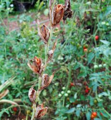Dry Wilted Gladiolus Plant