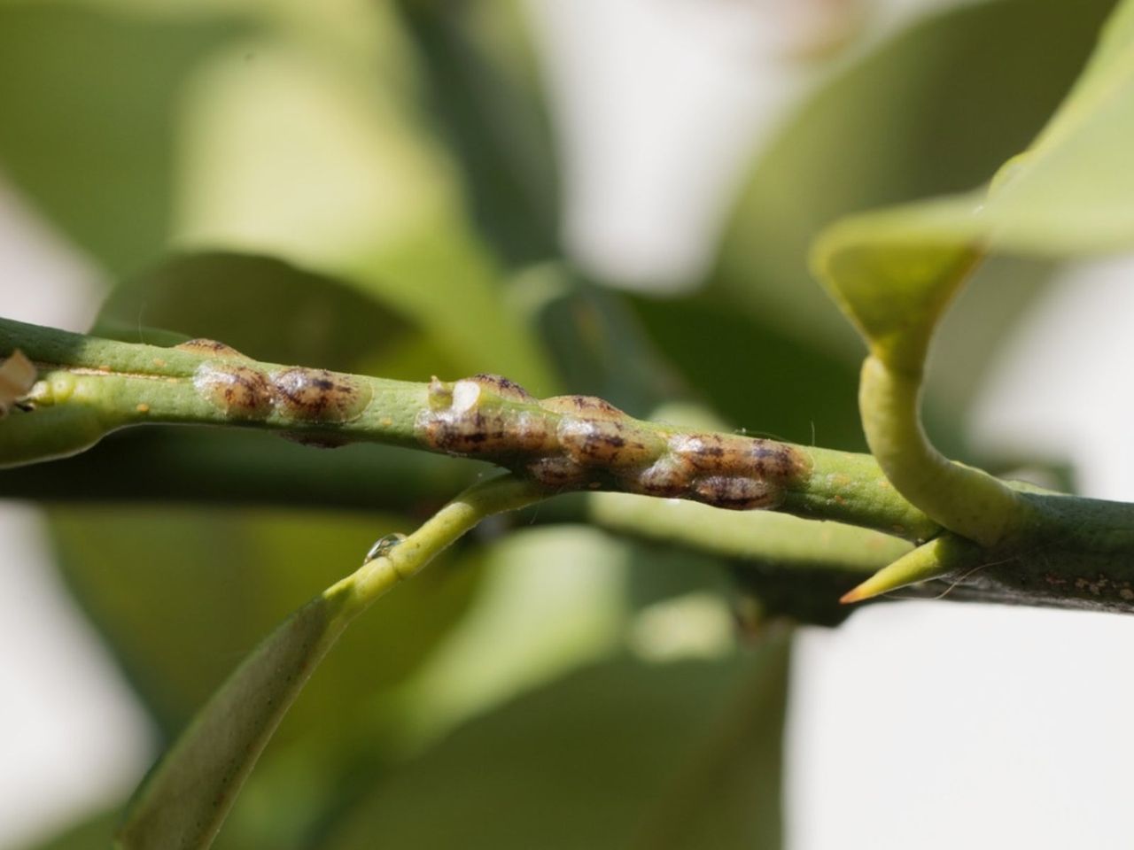 Scales On Citrus Plant