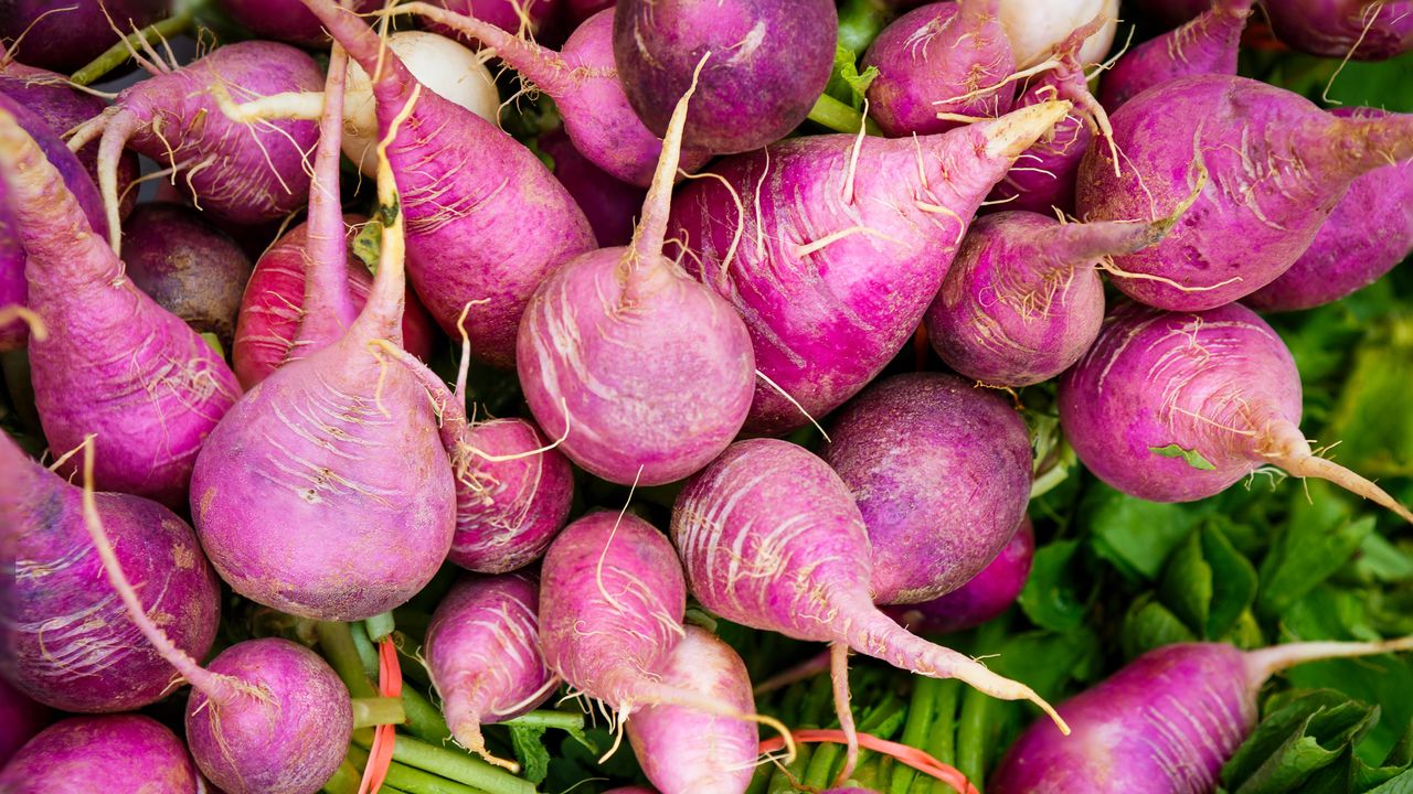 Sweet Scarlet Ball turnips at harvest