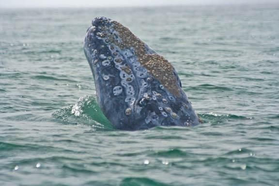 gray-whale-snout-110127-02