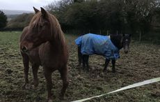 Storm-Bodmin-Ponies.jpg