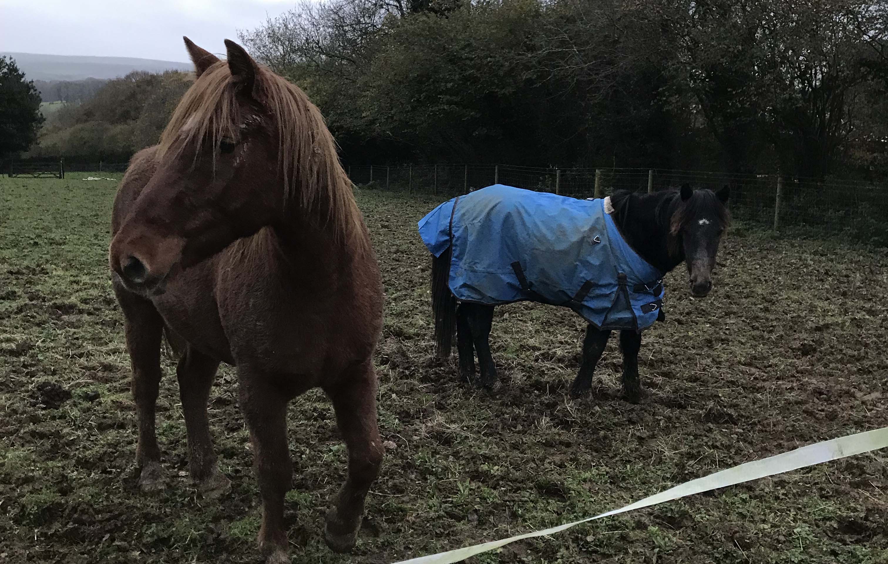 Storm-Bodmin-Ponies.jpg