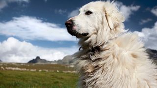 32 of the best outdoor dog breeds