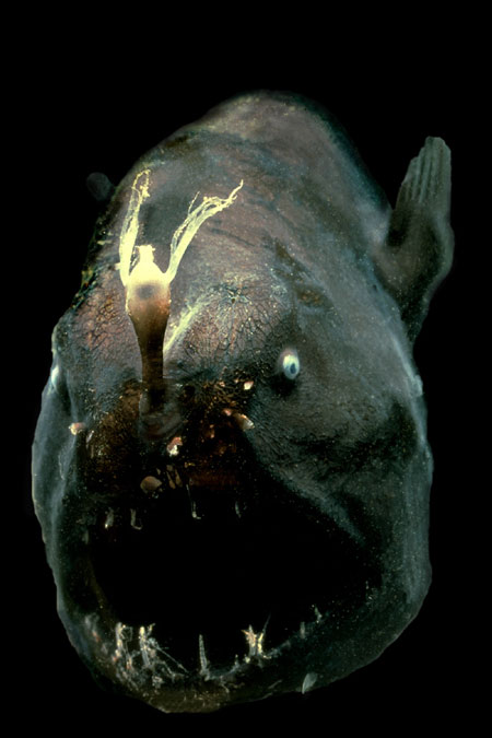 abyssal zone angler fish