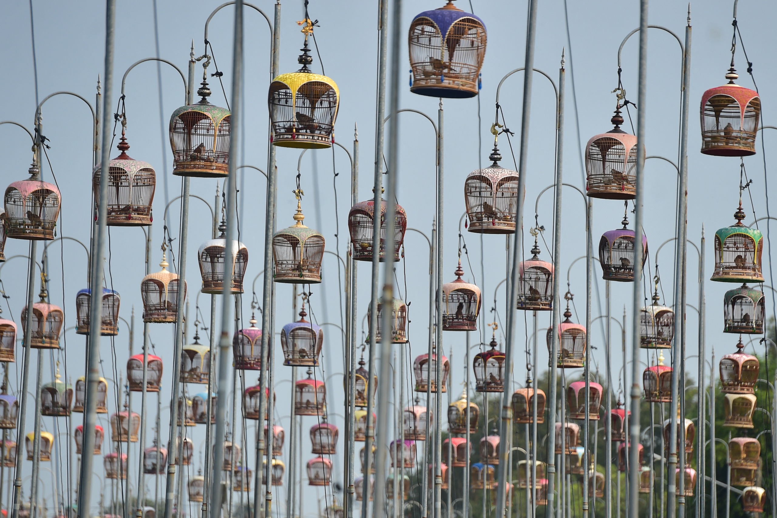 Zebra doves sit in cages during an annual bird singing competition for the Royal Trophy from Thai Princess Sirindhorn, in Thailand's southern province of Narathiwat on September 16, 2026