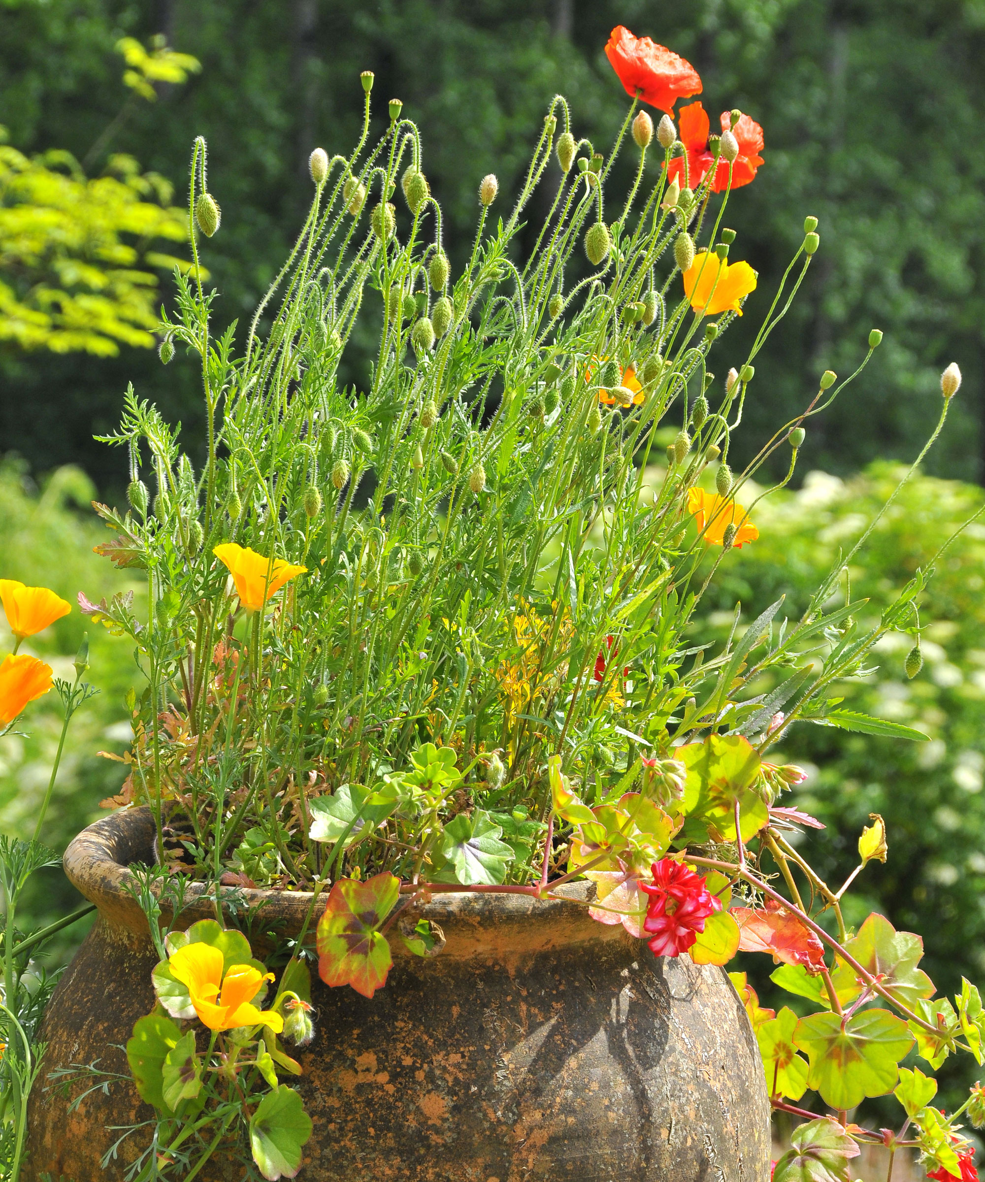 orange and yellow poppies growing in large urn