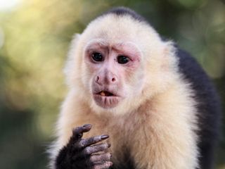 Capuchin monkey