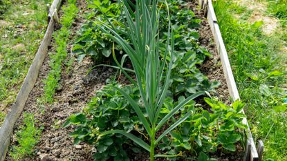 Companion Planting Garlic in Raised Bed Garden