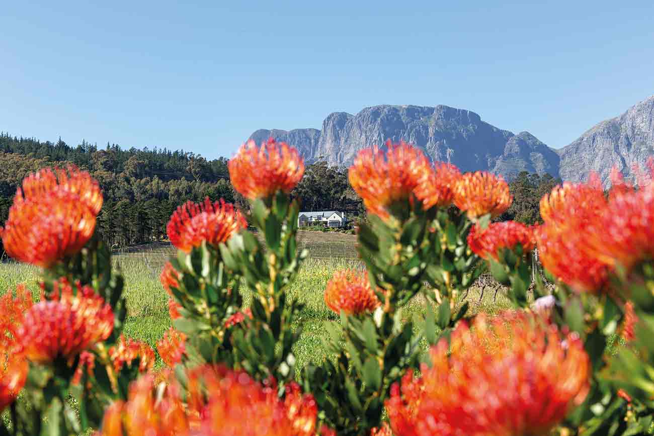 journeys_end.pincushions_and_je_house_with_mountains.jpg