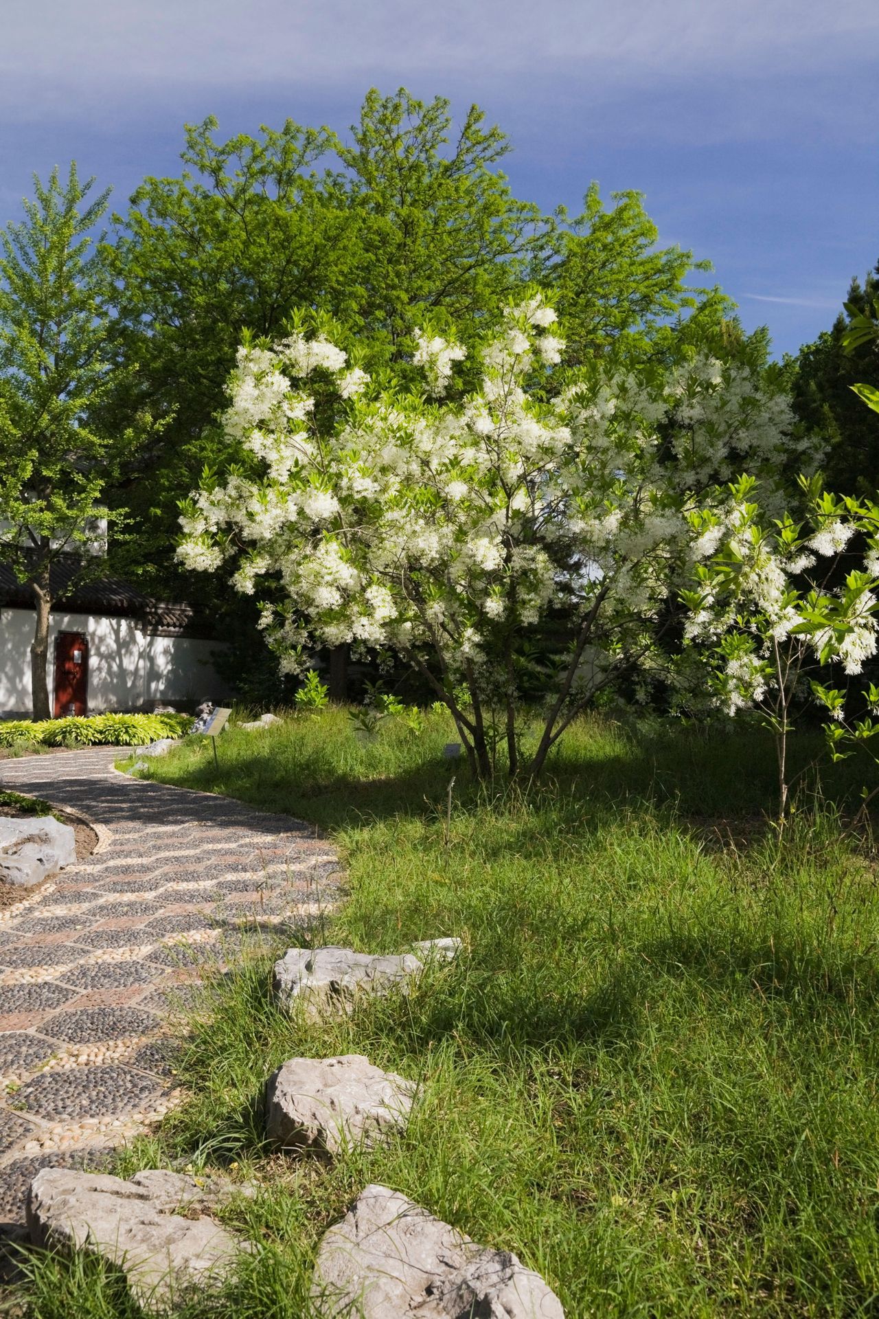 Best trees for front yards 8 picks for curb appeal Livingetc