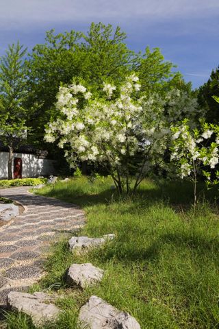 chinese fringe tree in a front yard