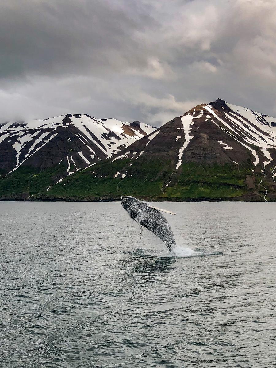 a whale jumps out of the water in dark bay in iceland with mountains in the background