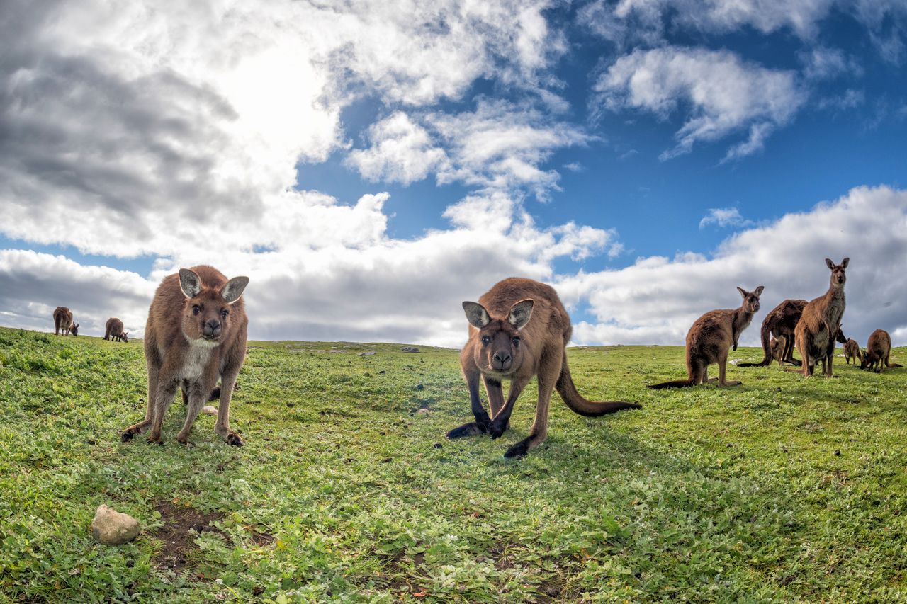 Hang on, kangaroos.